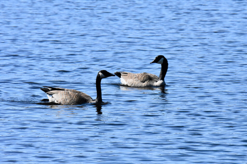 Canada Geese